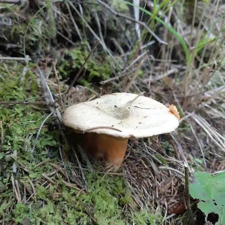 Rydz Zdrój Polanica-Zdrój