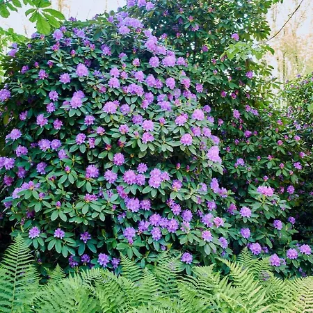 W Parku- Rydz Zdroj Lejlighed *