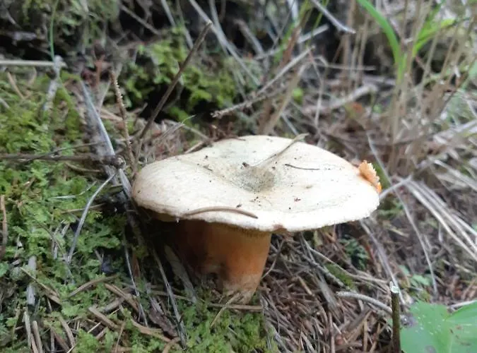 Rydz Zdrój Polanica-Zdrój