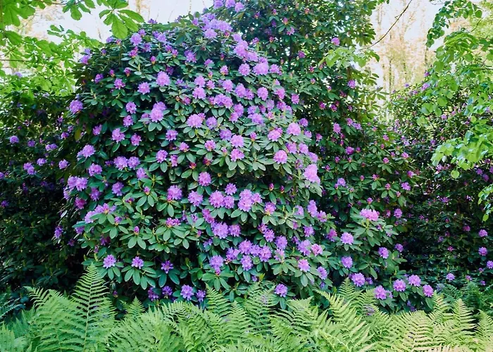 Rydz Zdrój Apartamento *